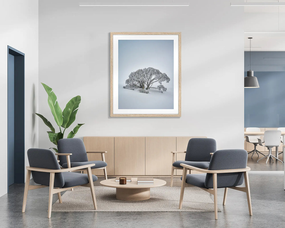 Chilled. Wall art print of a snow gum covered in snow, on Mount Hotham, with a timber frame hung in a reception area. 