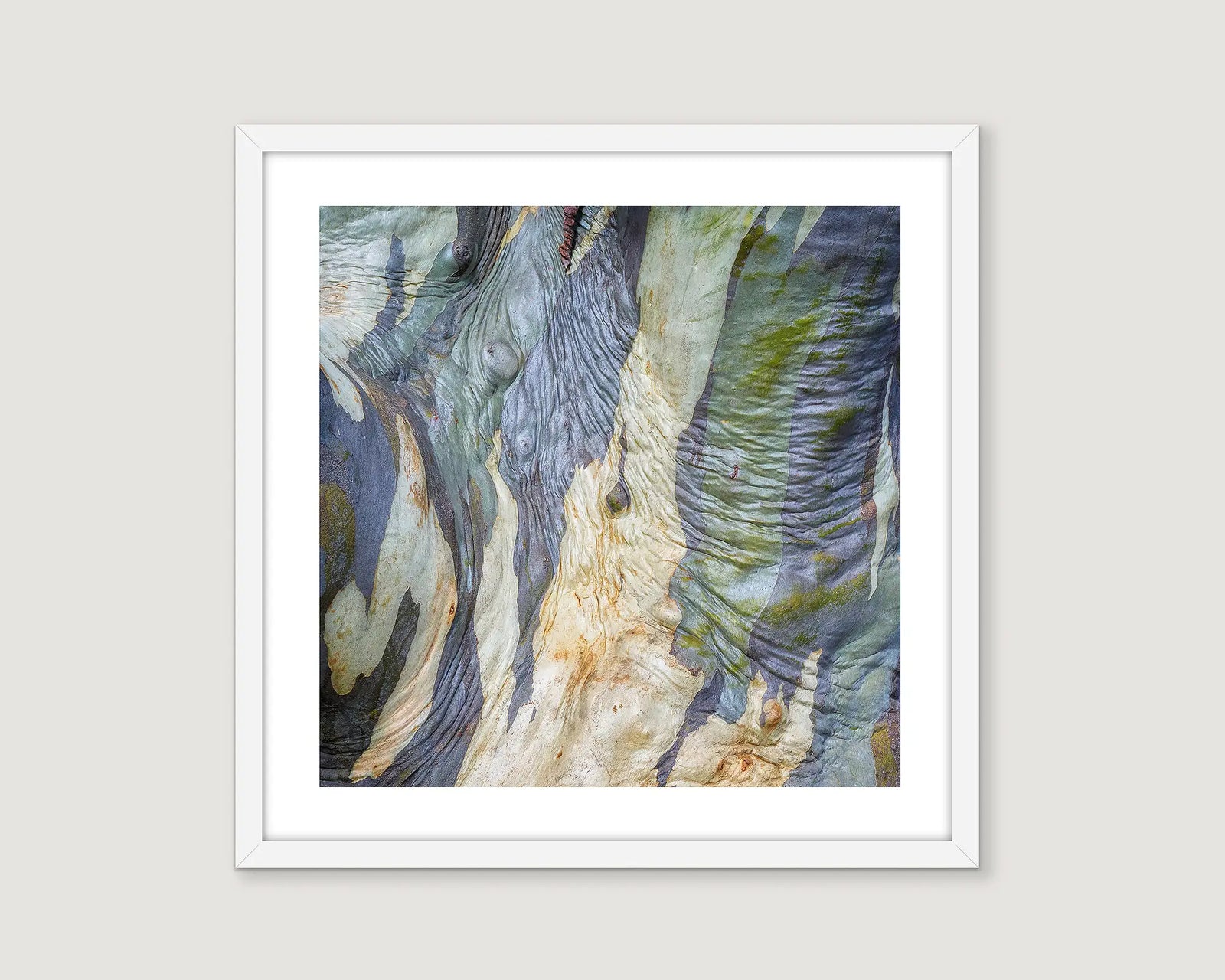 Framed photographic abstract print of a snow gum on Mount Stirling. 