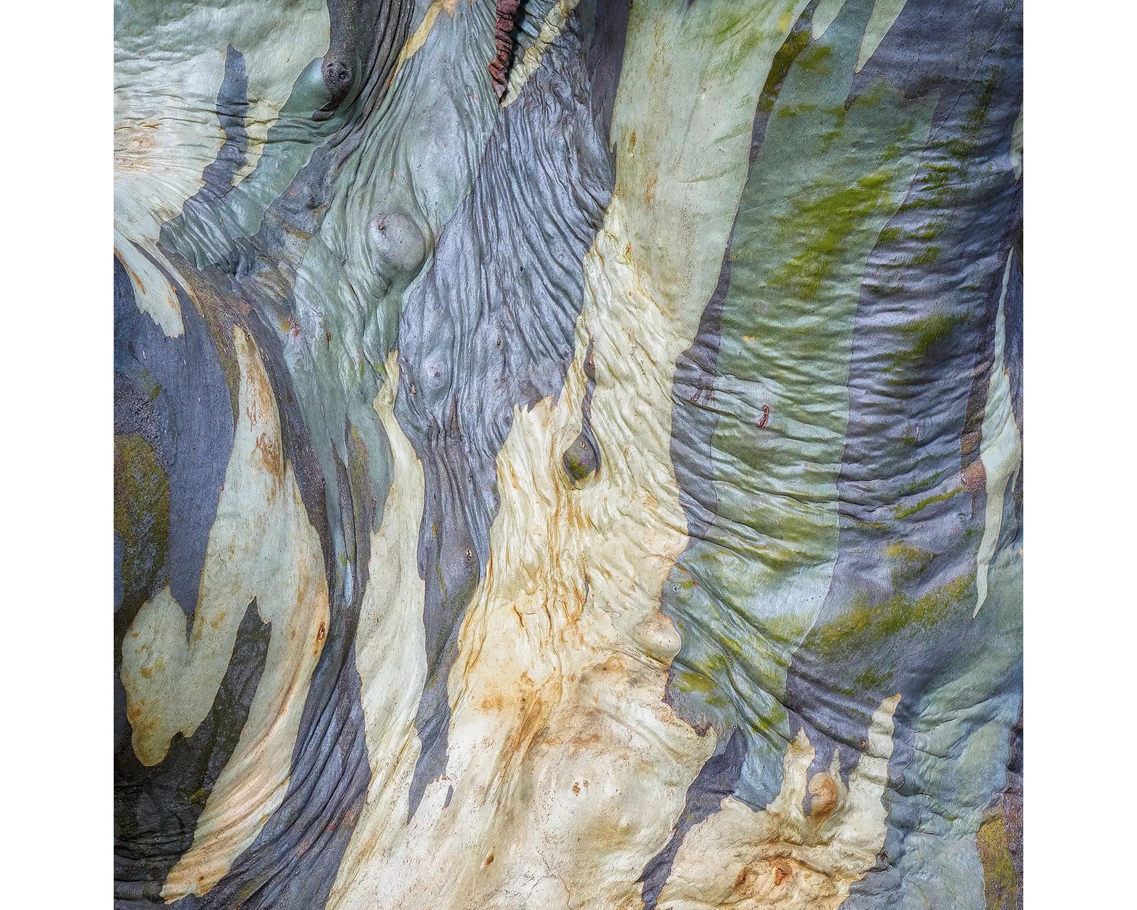 Continuity. Wrinkled bark of a snow gum on Mount Stirling, Victoria.
