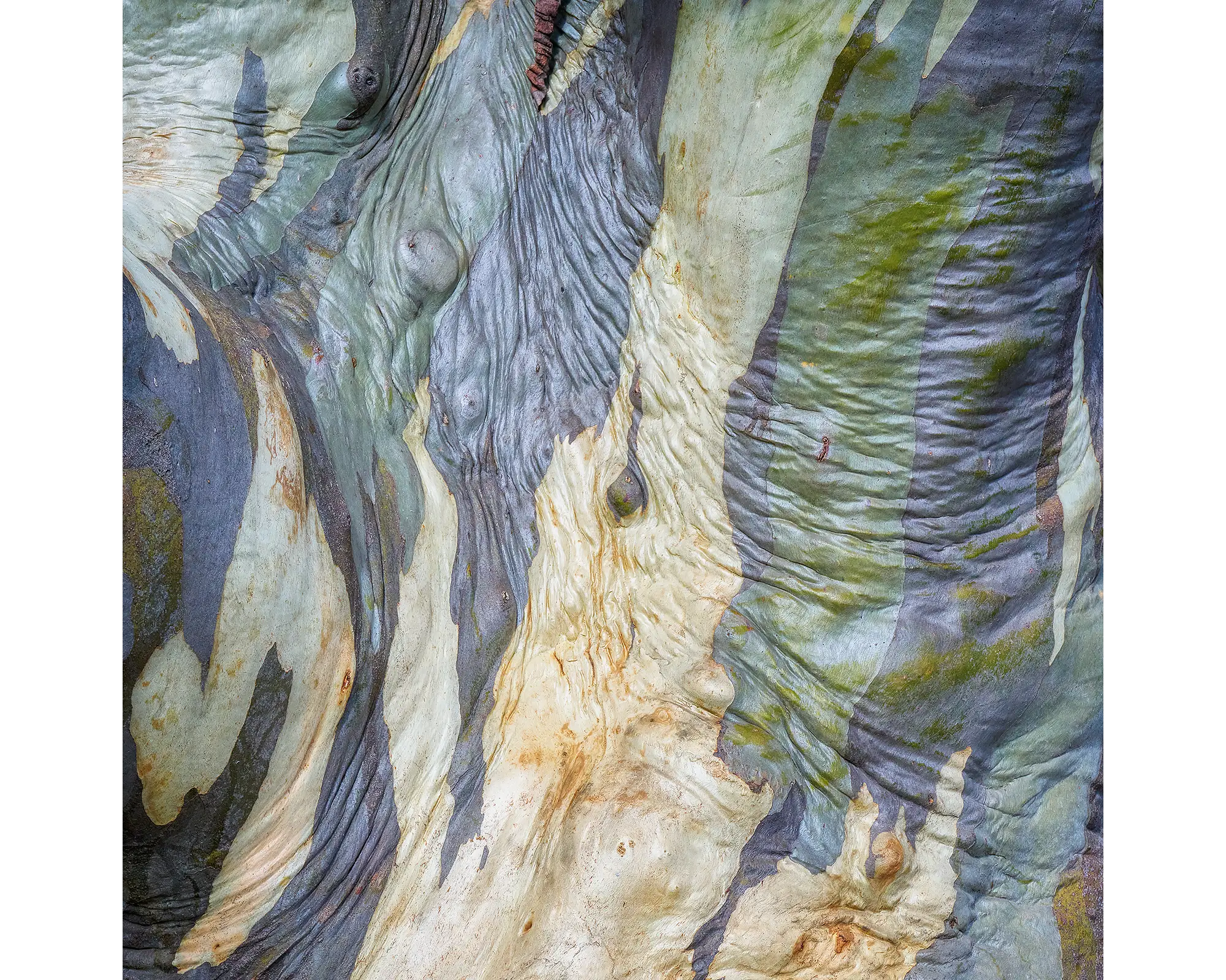 Continuity. Wrinkled bark of a snow gum on Mount Stirling, Victoria.