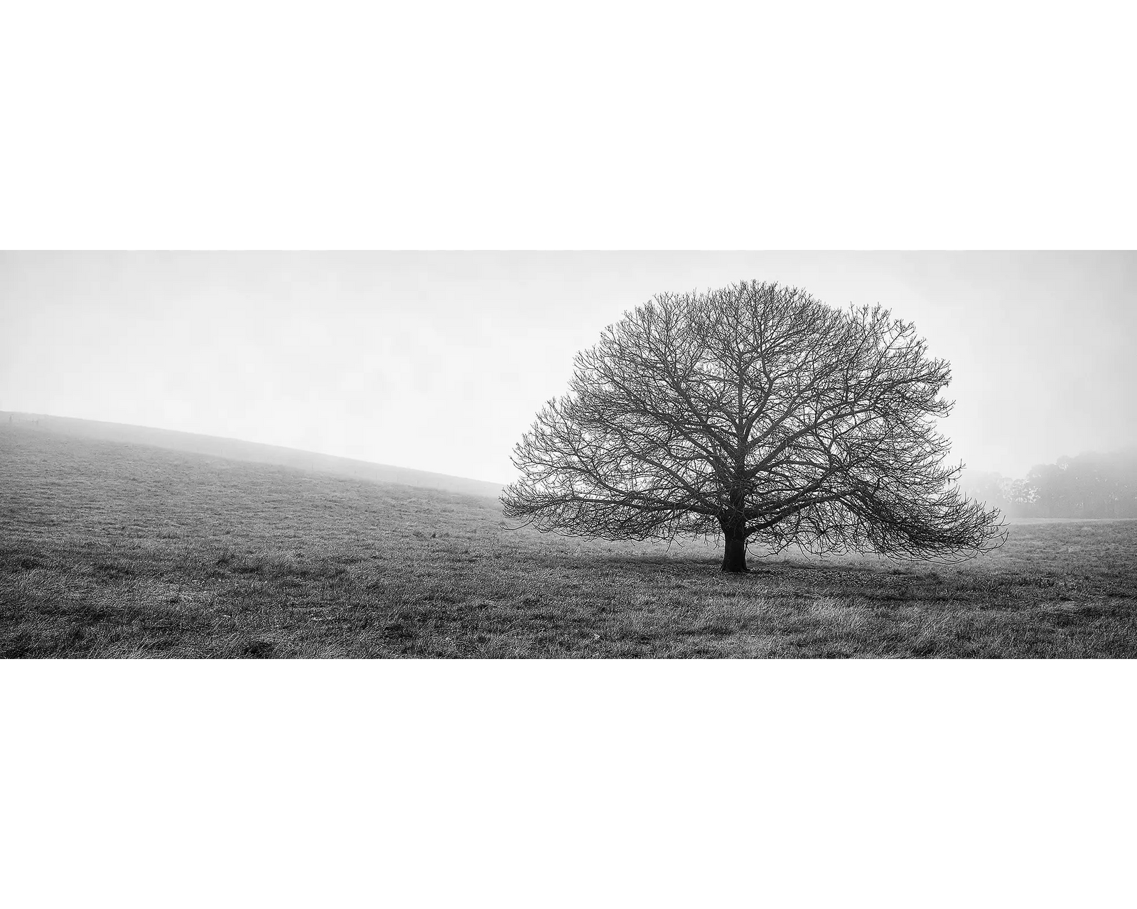 A tree in fog in Stanley, Victoria. 