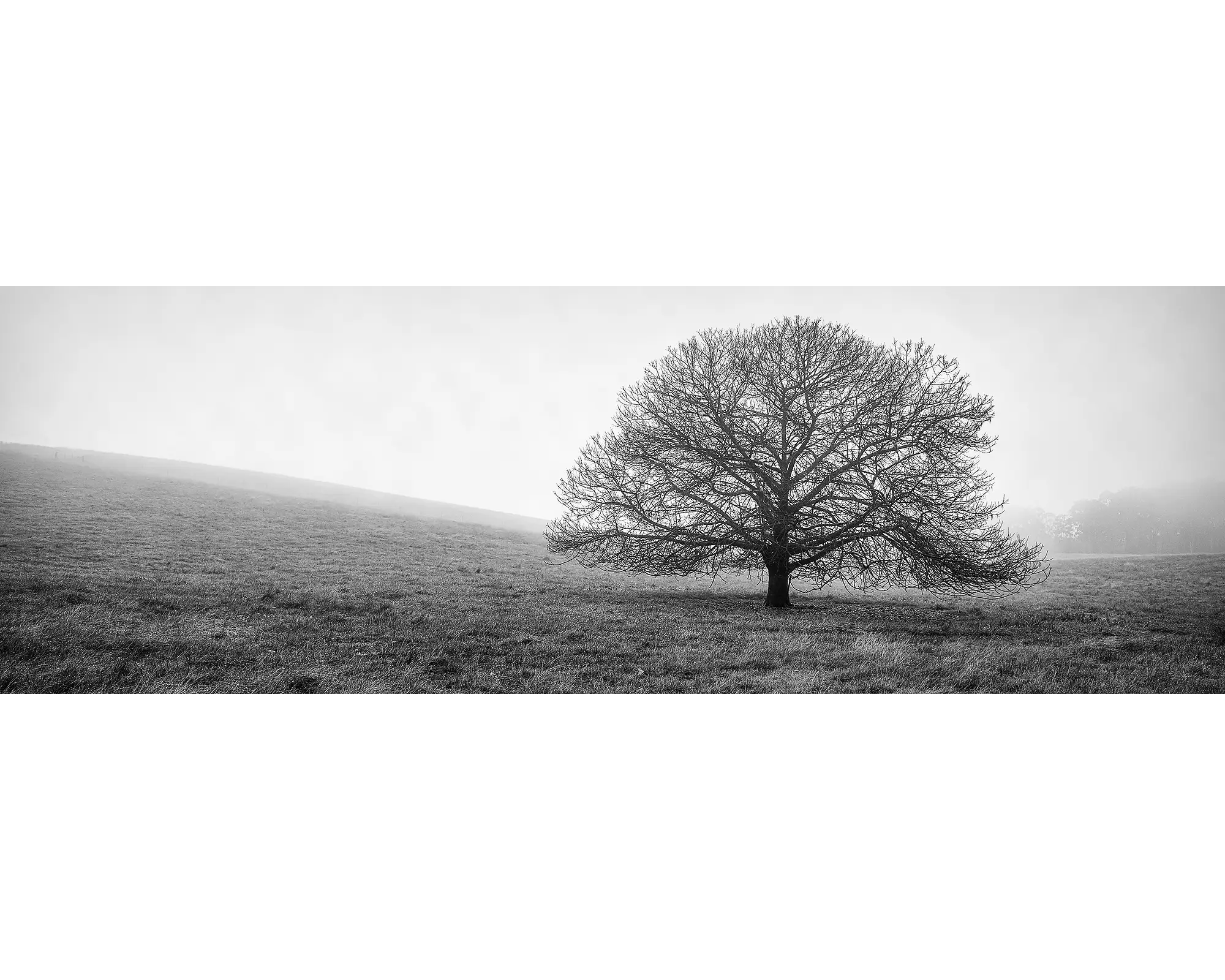 Country Mist. Tree in fog, Stanley, Victoria, Australia.