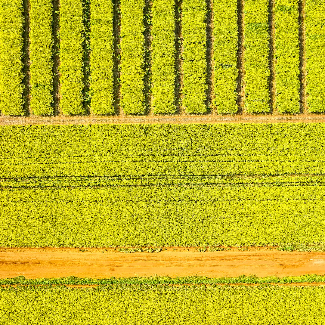 Cultivate - Canola field, Junee Shire, New South Wales