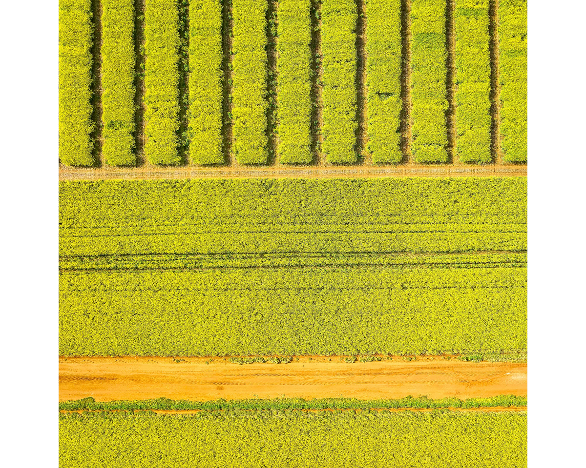 Cultivate. Canola fields, Junee Shire, New South Wales, Australia. 