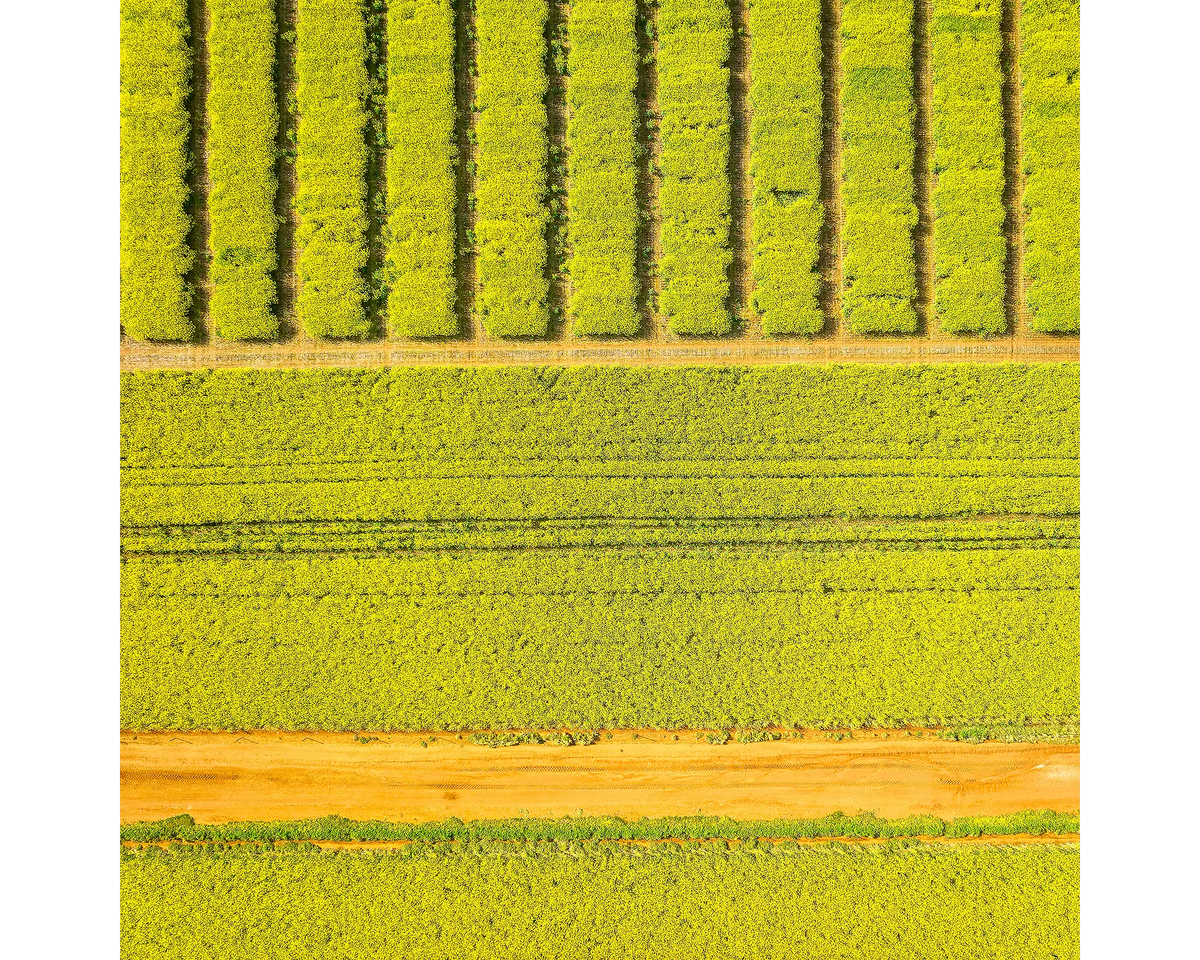 Canola fields viewed from above in Junee Shire, New South Wales. 
