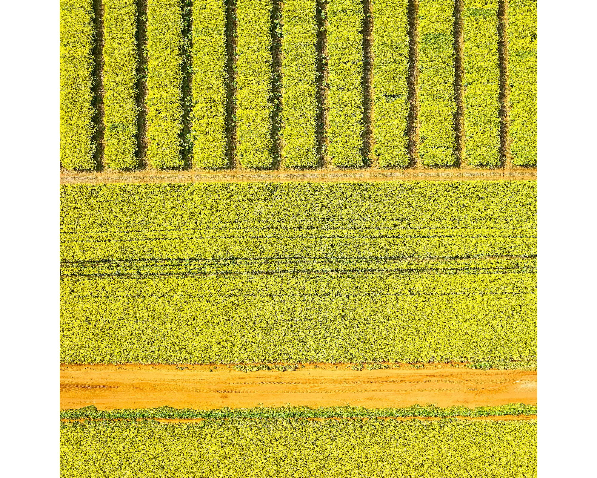 Canola fields viewed from above in Junee Shire, New South Wales. 