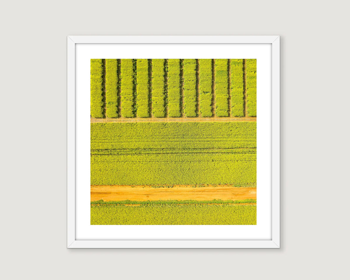Framed aerial abstract print of canola fields, Junee Shire. 
