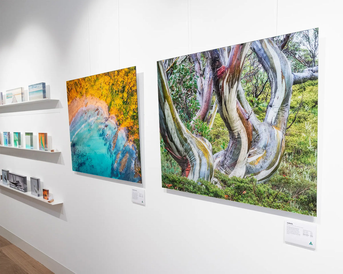 Curves. Colourful snow gum in Kosciuszko National Park, frameless acrylic in gallery space.