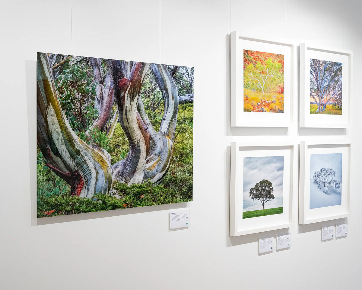 Curves. Colourful snow gum in Kosciuszko National Park, on gallery wall with tree collection.