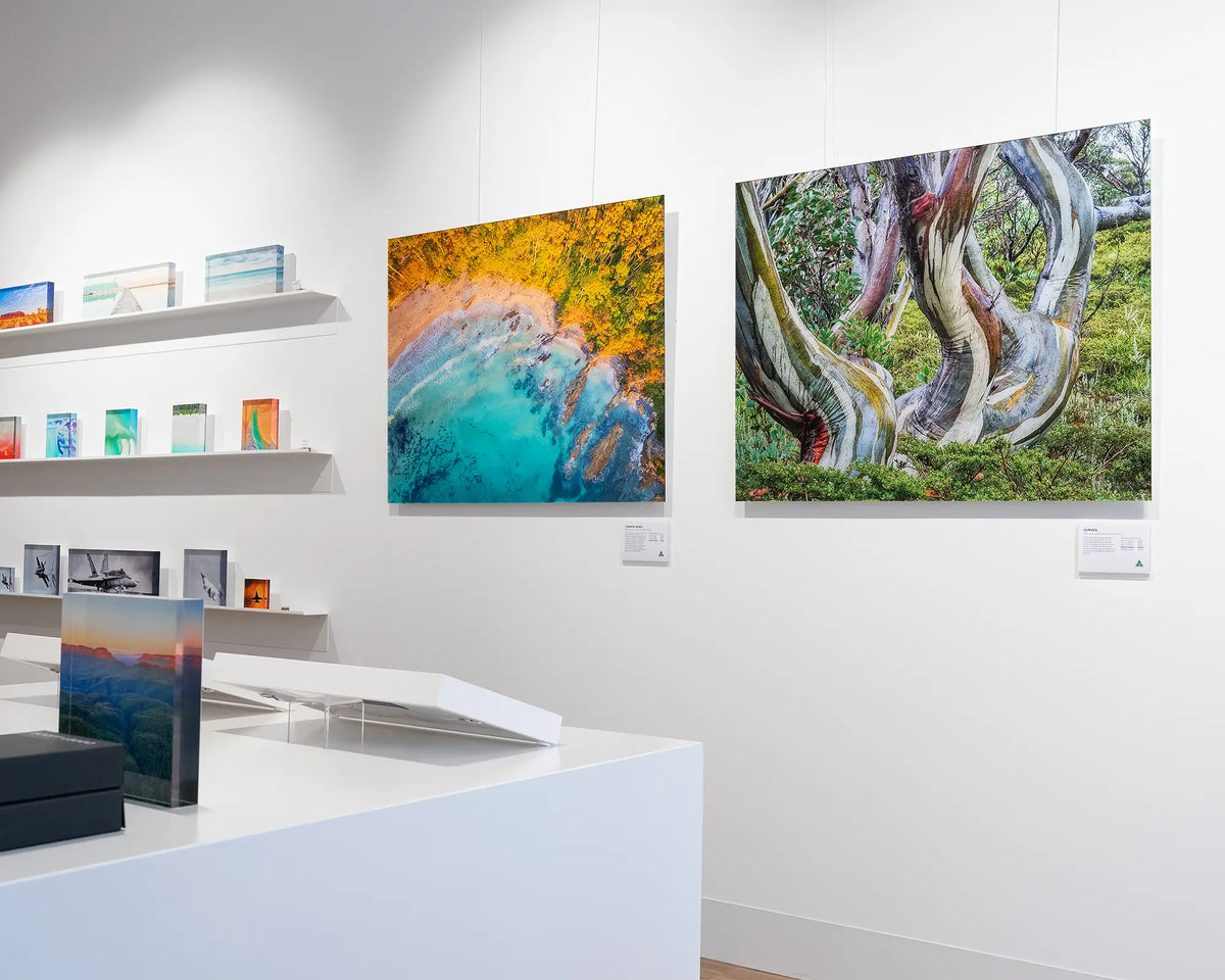 Curves. Snow gum in Kosciuszko National Park, frameless acrylic, hanging on gallery wall.