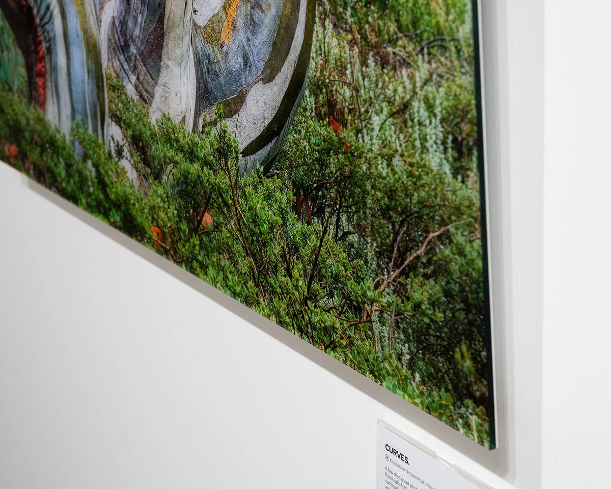 Curves. Snow gum in Kosciuszko National Park, frameless acrylic in gallery, close-up corner detail.