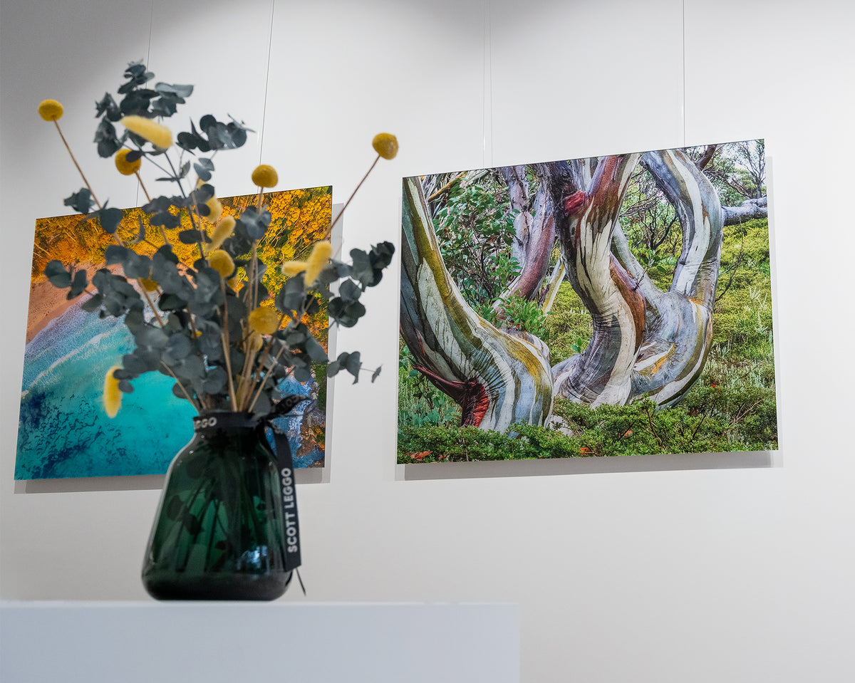 Curves. Snow gum Kosciuszko National Park, frameless acrylic in gallery with flower vase in foreground.