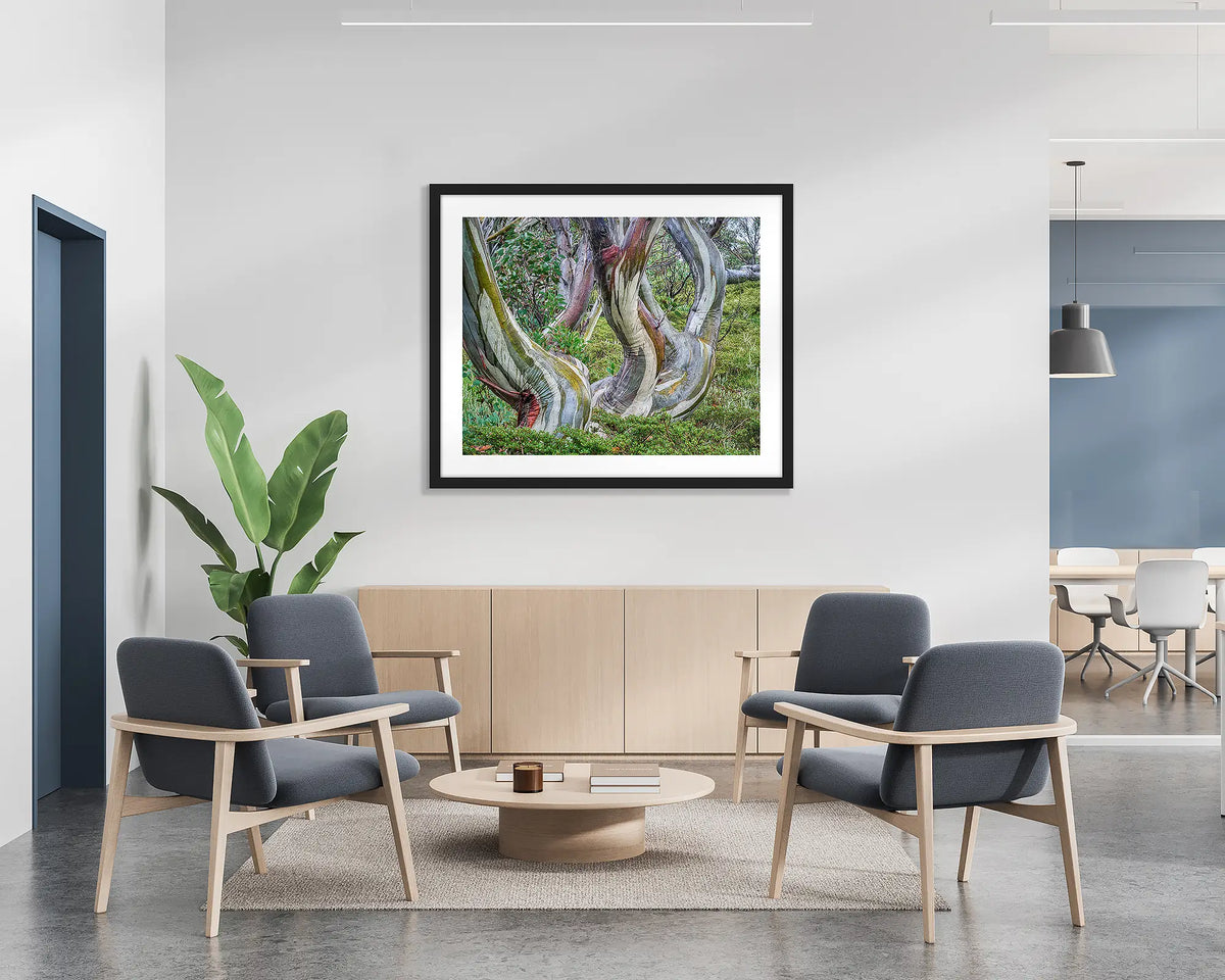 Curves. Snow gum, Kosciuszko National Park wall art print, with a black frame, hung on the wall of a waiting area.