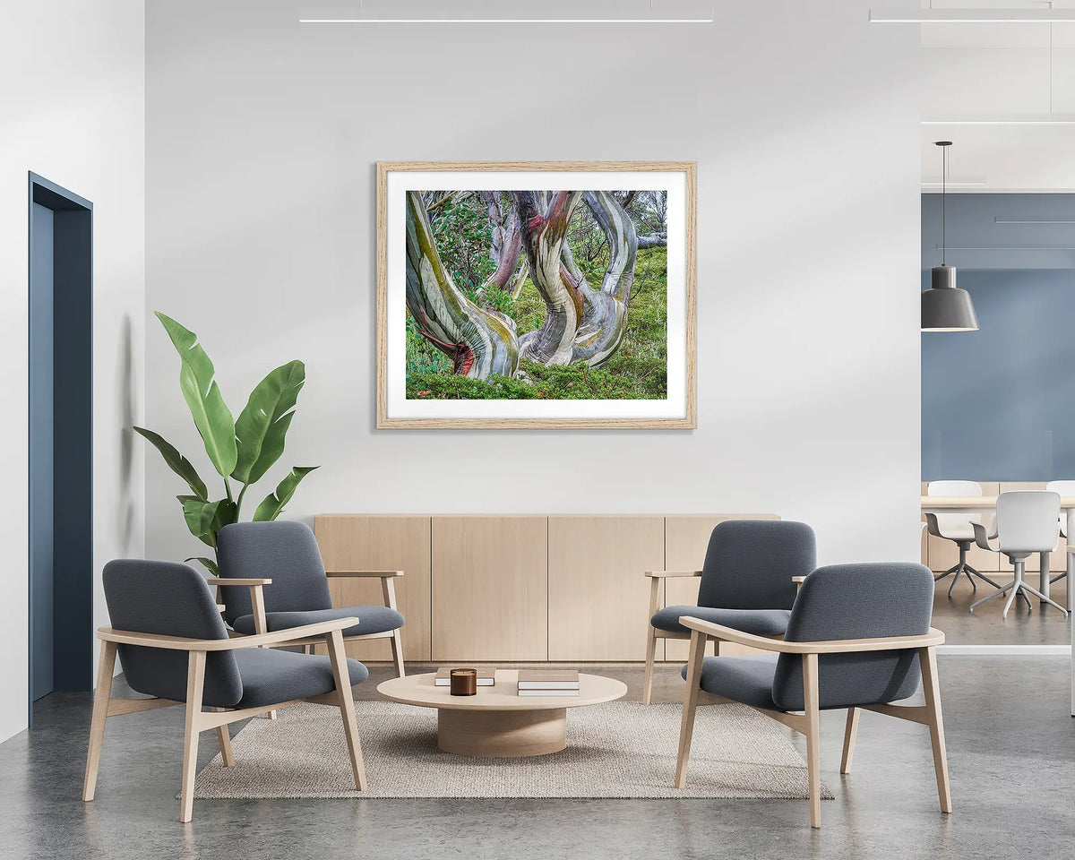 Curves. Snow gum, Kosciuszko National Park wall art print, with a Tasmanian Oak frame, hung on the wall of a waiting area.