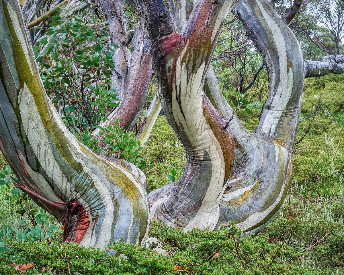 Twisted snow gums in Kosciuszko National Park.