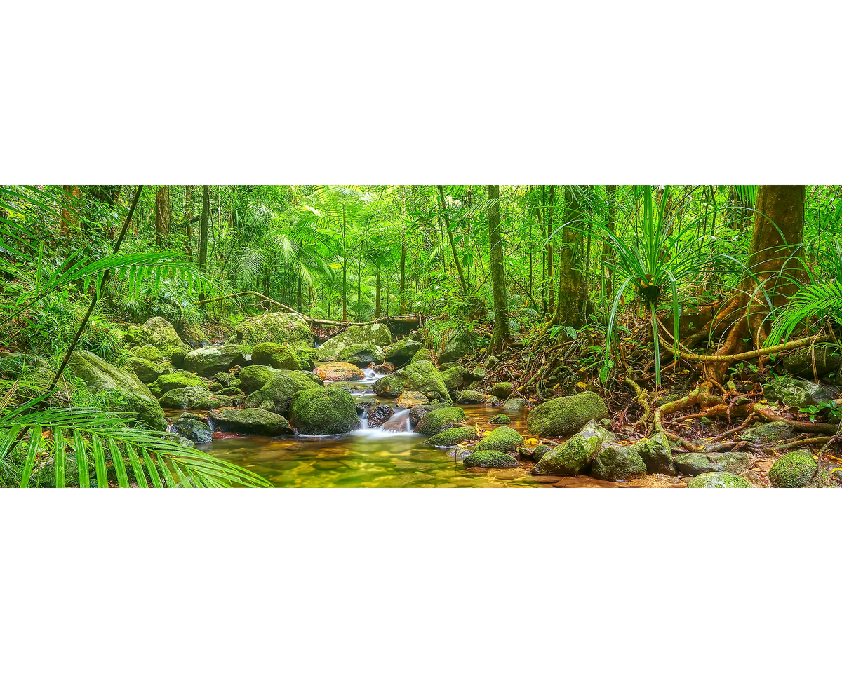 A creek flowing through lush, green forest in Daintree National Park, Queensland. 