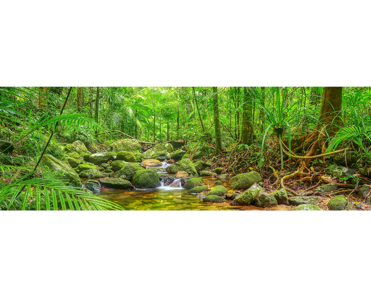 Daintree Tranquility. Creek in lush green forest, Daintree, Queensland.