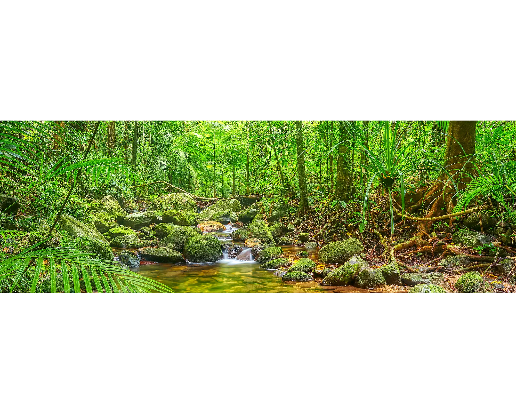 Daintree Tranquility. Creek in lush green forest, Daintree, Queensland.