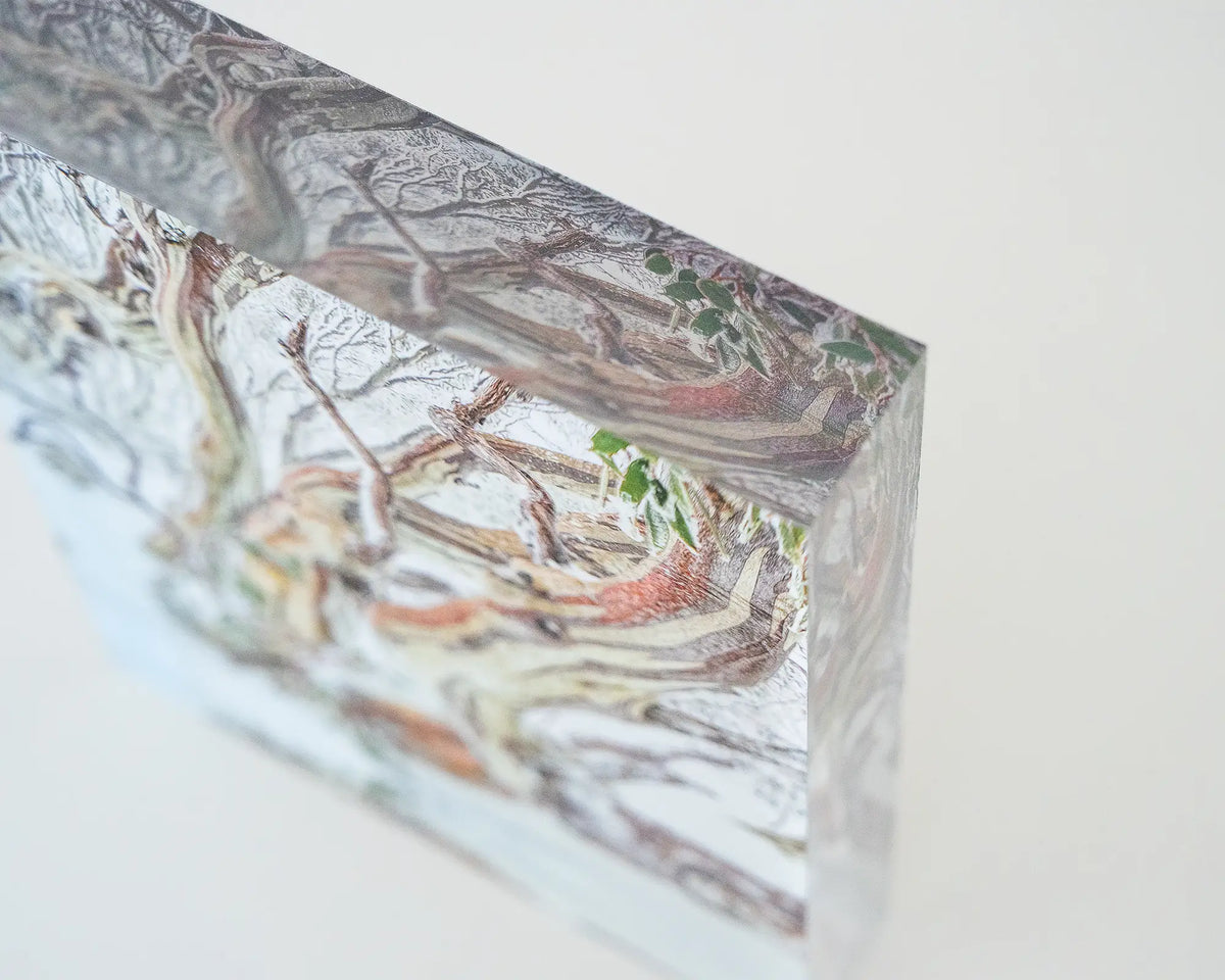 Defiance. Acrylic block Kosciuszko National Park snow gum in snow, corner close-up details.
