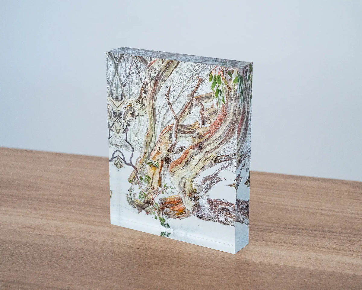 Defiance. Acrylic block Kosciuszko National Park snow gum in snow.