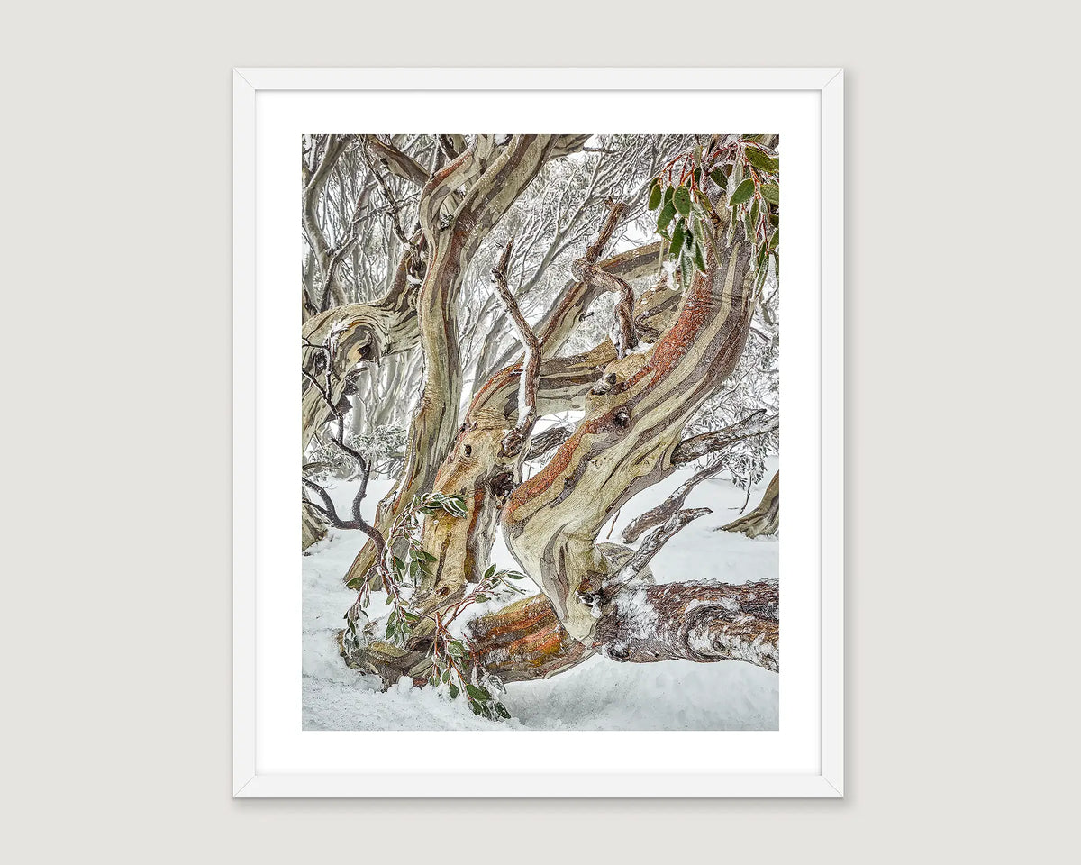 Framed photograph of twisted snow gums covered in heavy snow and ice, Kosciuszko National Park. 