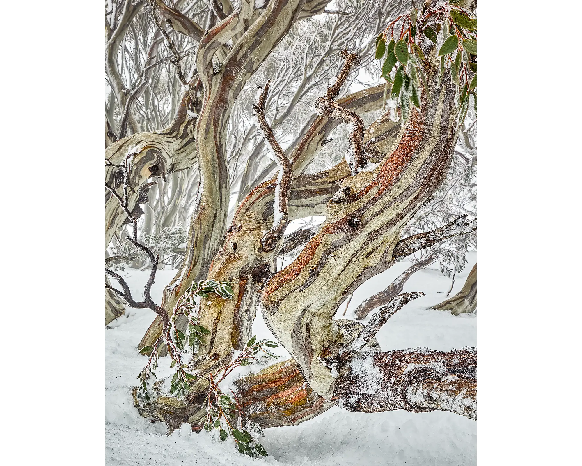 Defiance - Snow gum in snow, Rams Head Range, Kosciuszko National Park.