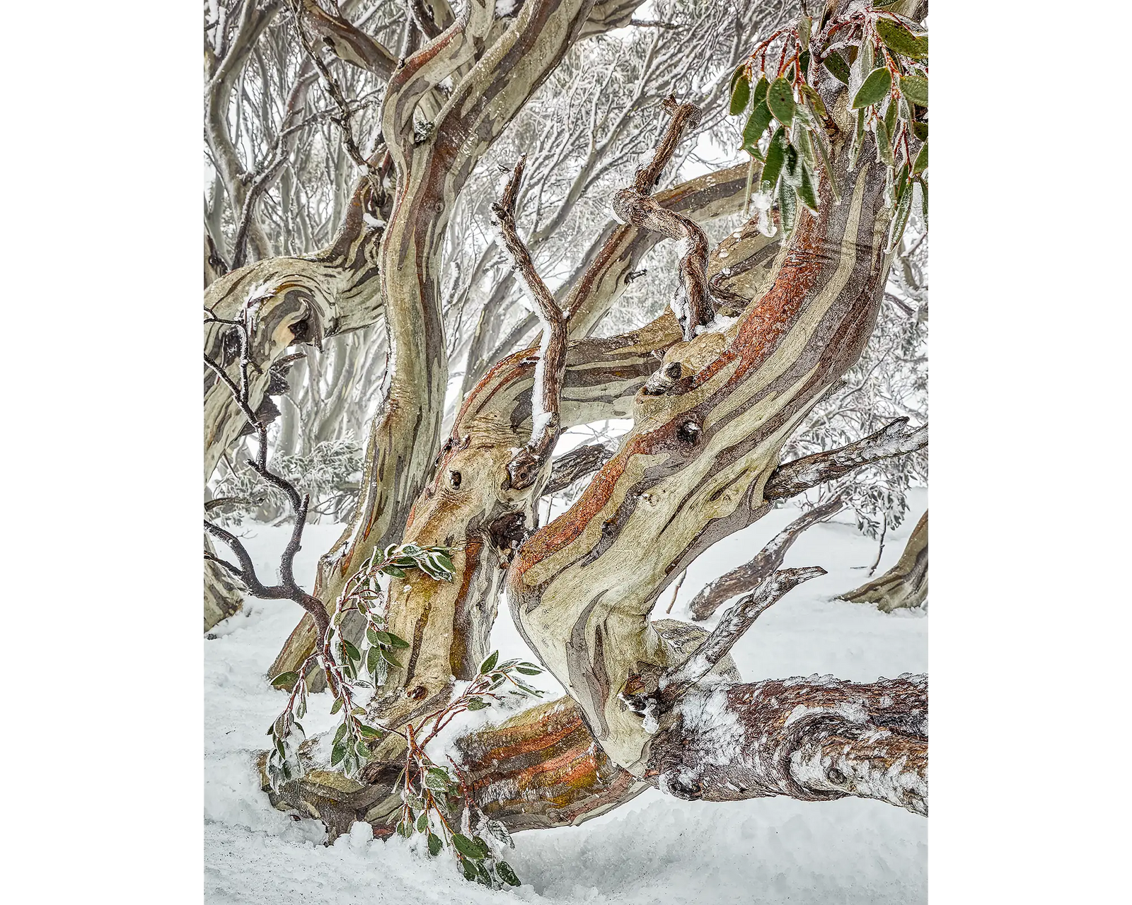 Defiance. Acrylic block Kosciuszko National park snow gum with snow, Australian artwork.