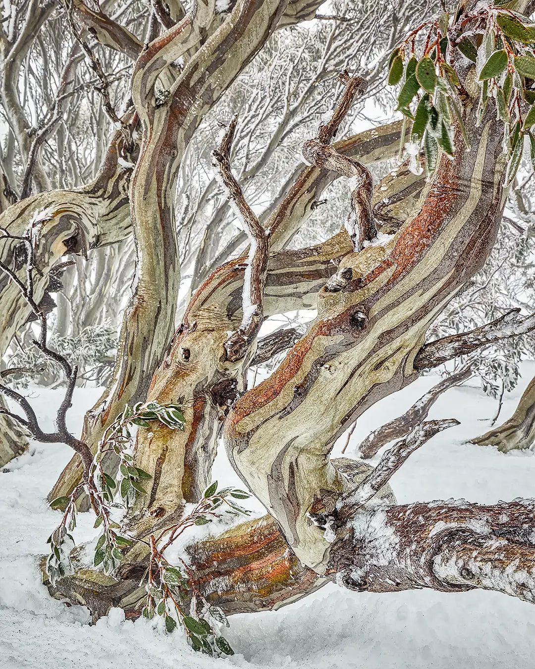 Defiance - Snow Gum, Rams Head Range, Kosciuszko National Park