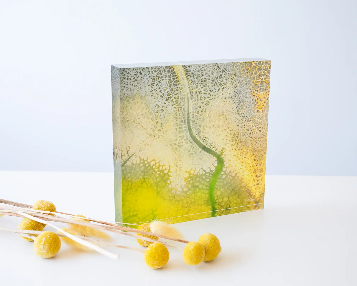 Dehydration. Acrylic block abstract aerial image of a dried dam New South Wales,  on desk styled with dried flowers.