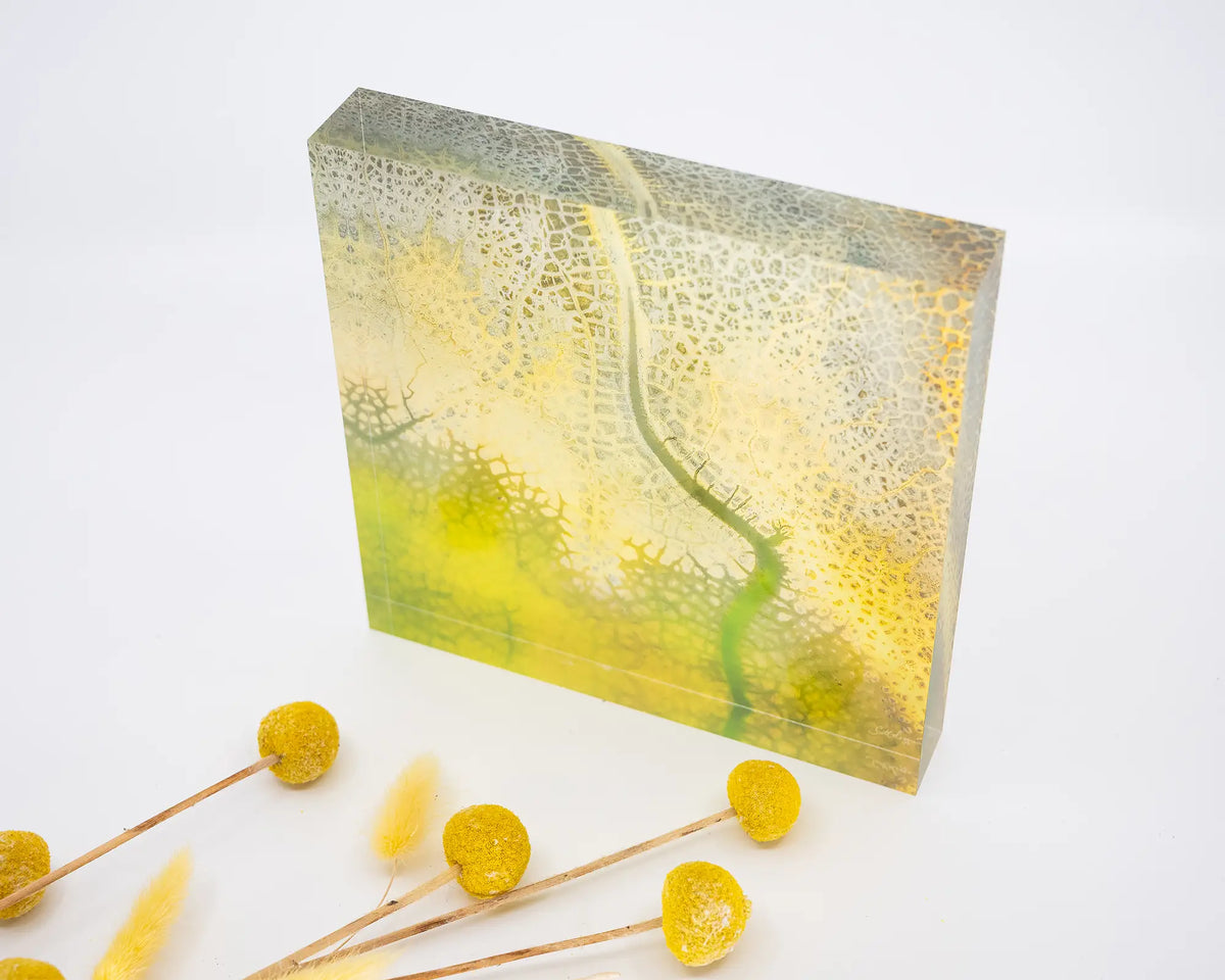 Dehydration. Acrylic block abstract aerial image of a dried dam New South Wales, styled with dried flowers.