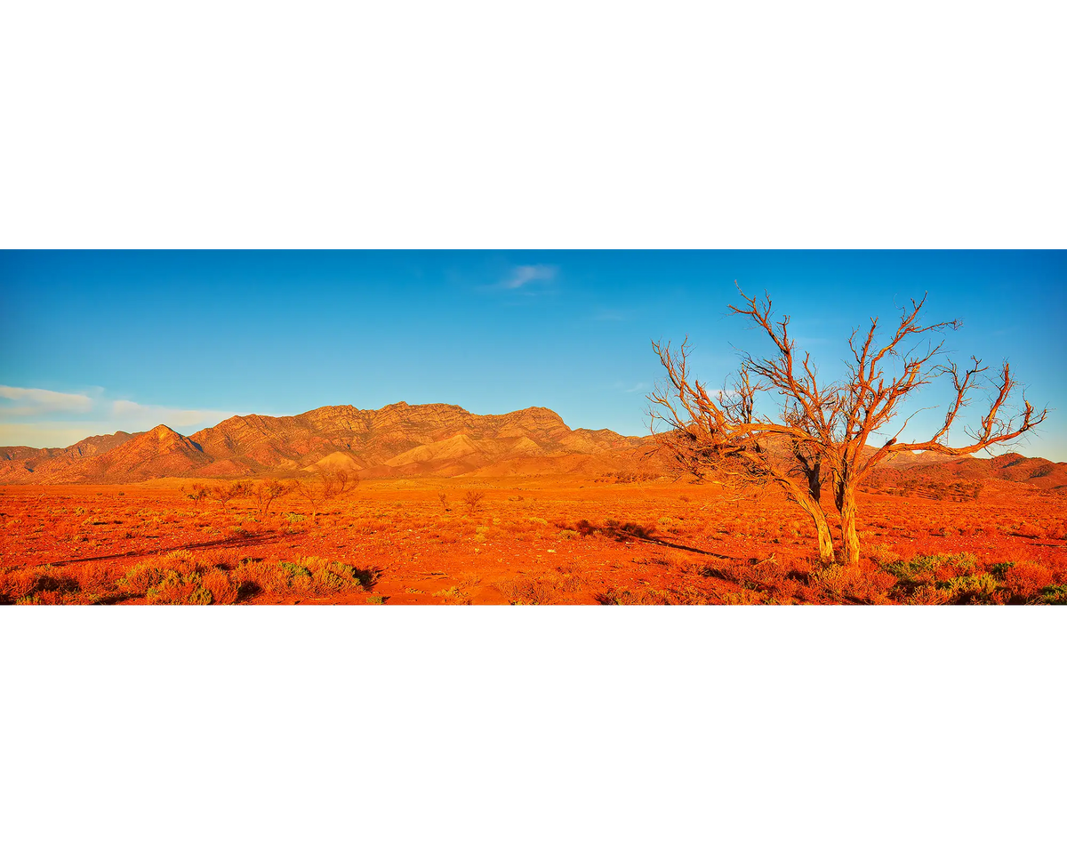 Deserted. Tree at sunset, Wilpena Pound, South Australia.