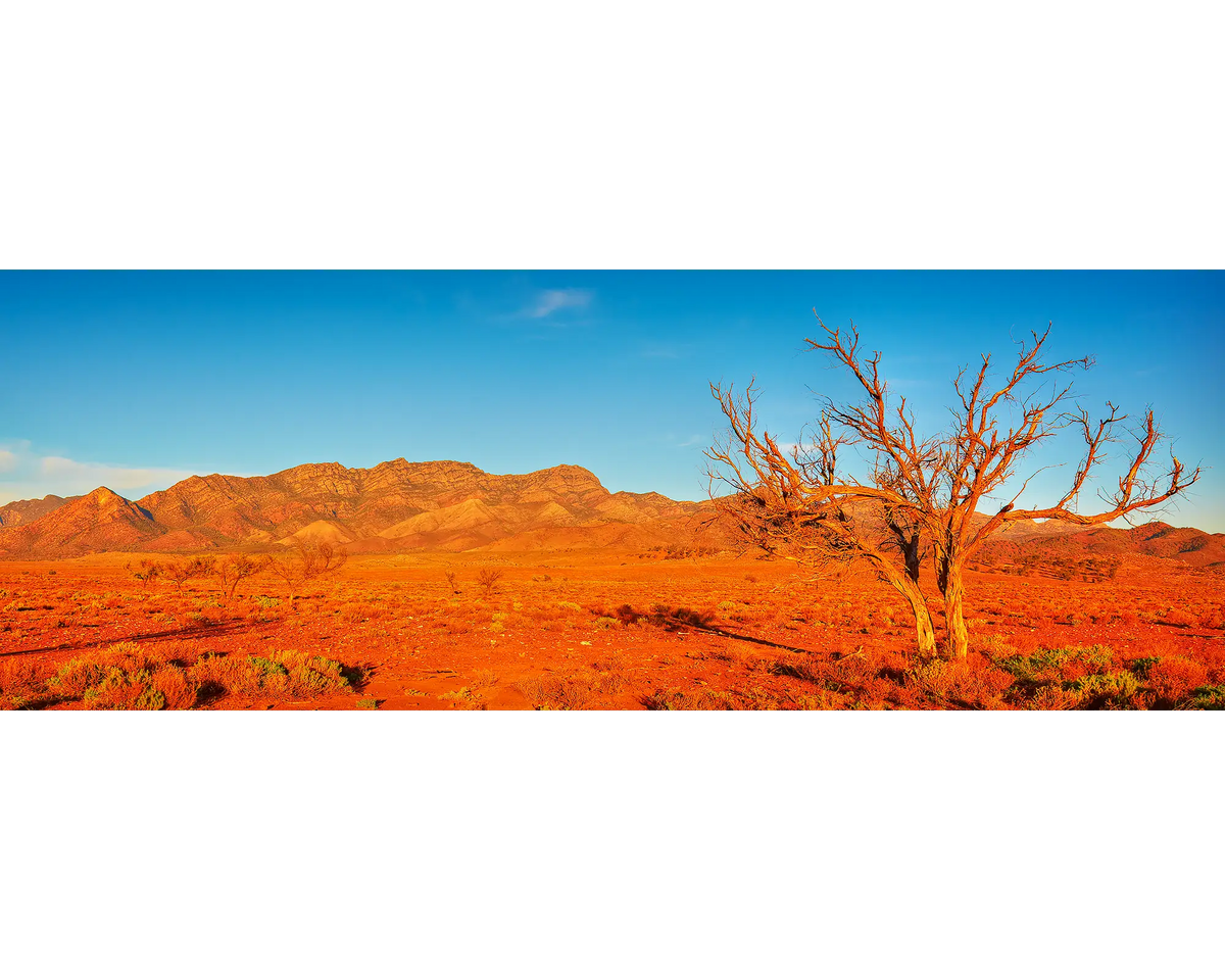 A lone tree with Wilpena Pound in the background.