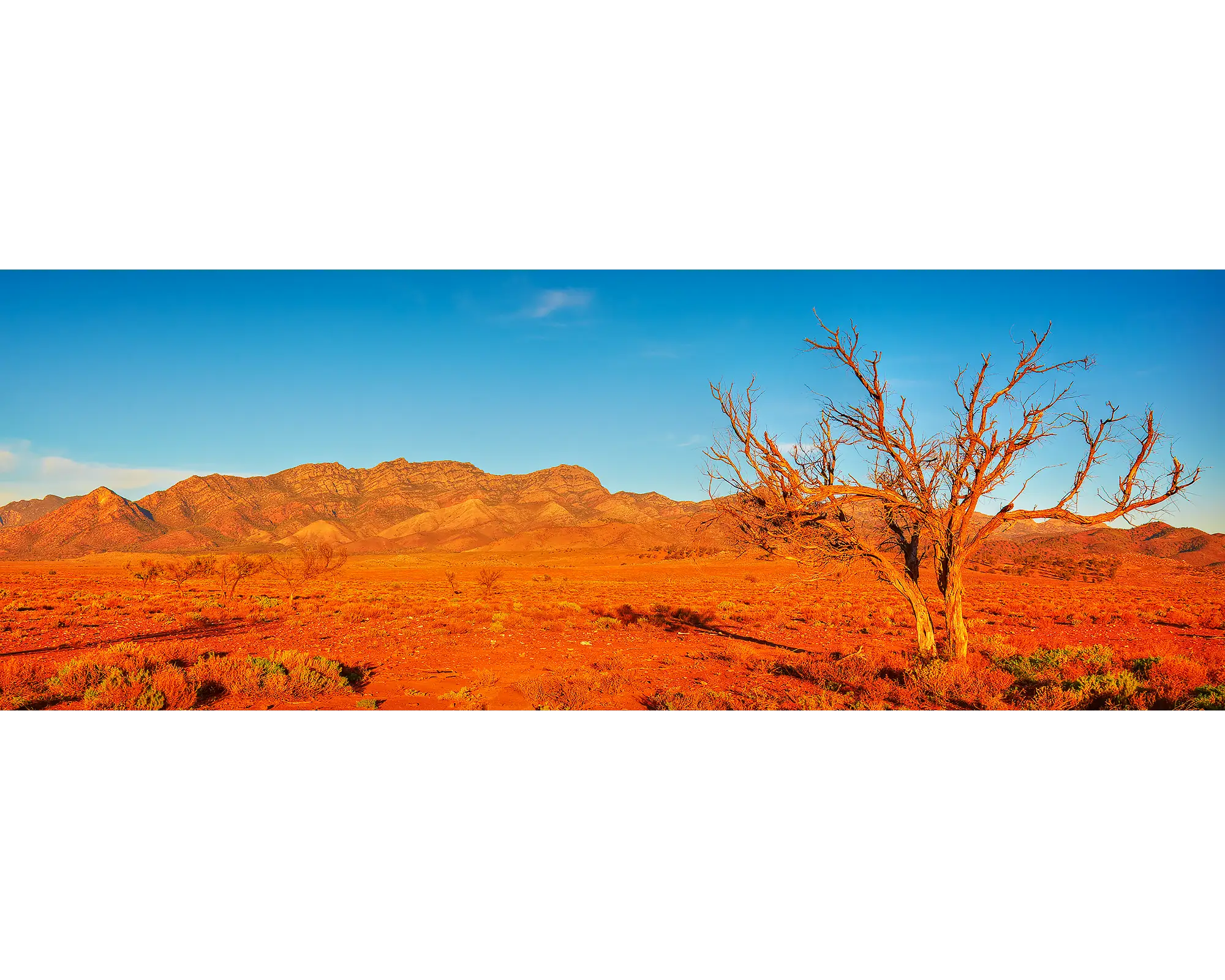 A lone tree with Wilpena Pound in the background.