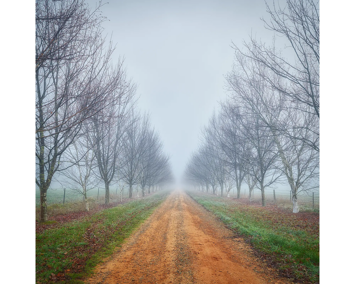 Morning fog lingering on a country road lined by trees near Bright, Victoria. 