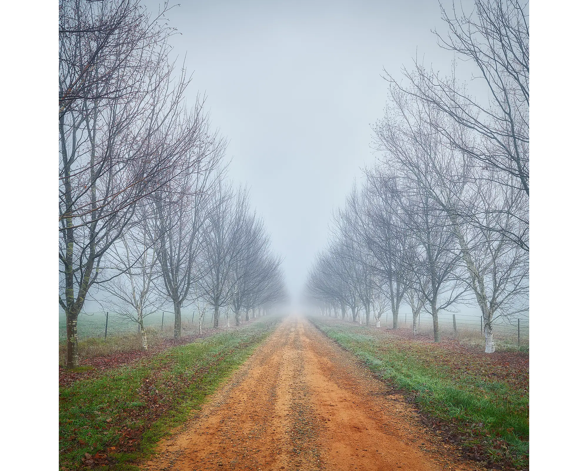 Morning fog lingering on country road lined by trees, Bright and Surrounds, Victoria, Australia.