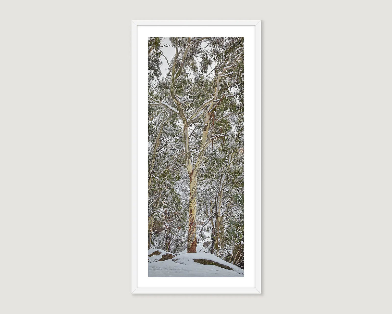 Framed photograph of snow gums during a snowfall.