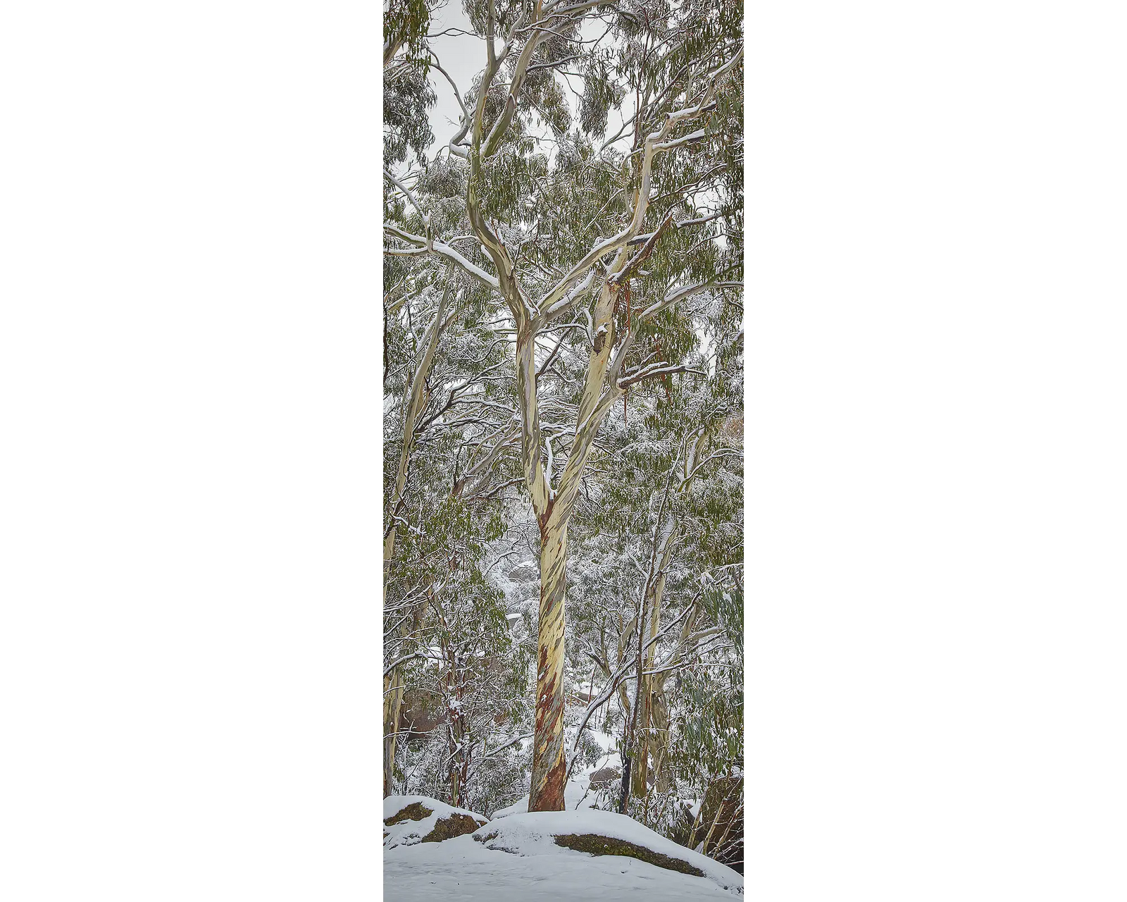 Dusting on Buffalo. Snow covered gum tree, Mount Buffalo National Park.
