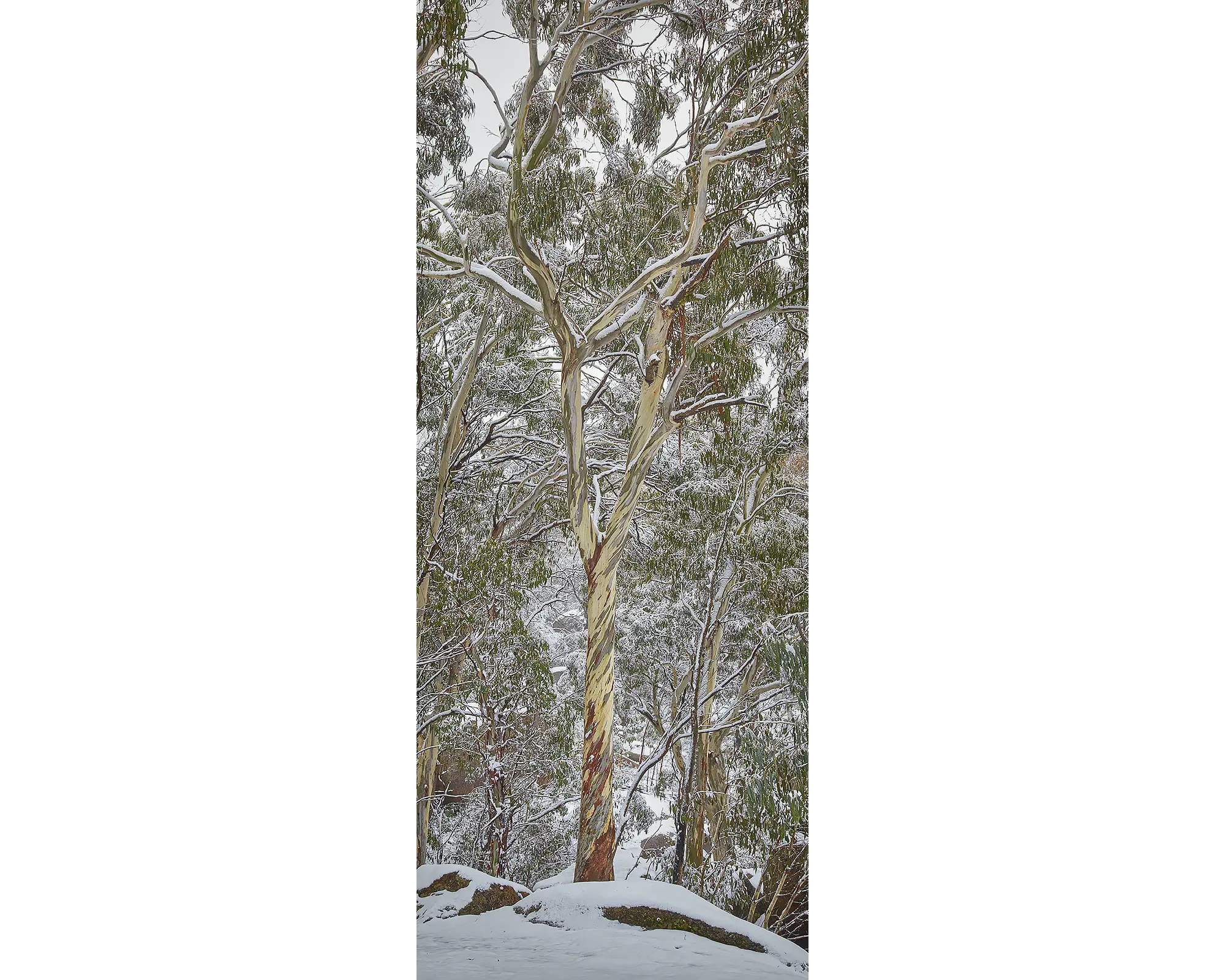 Snow covered gum tree, Mount Buffalo National Park.