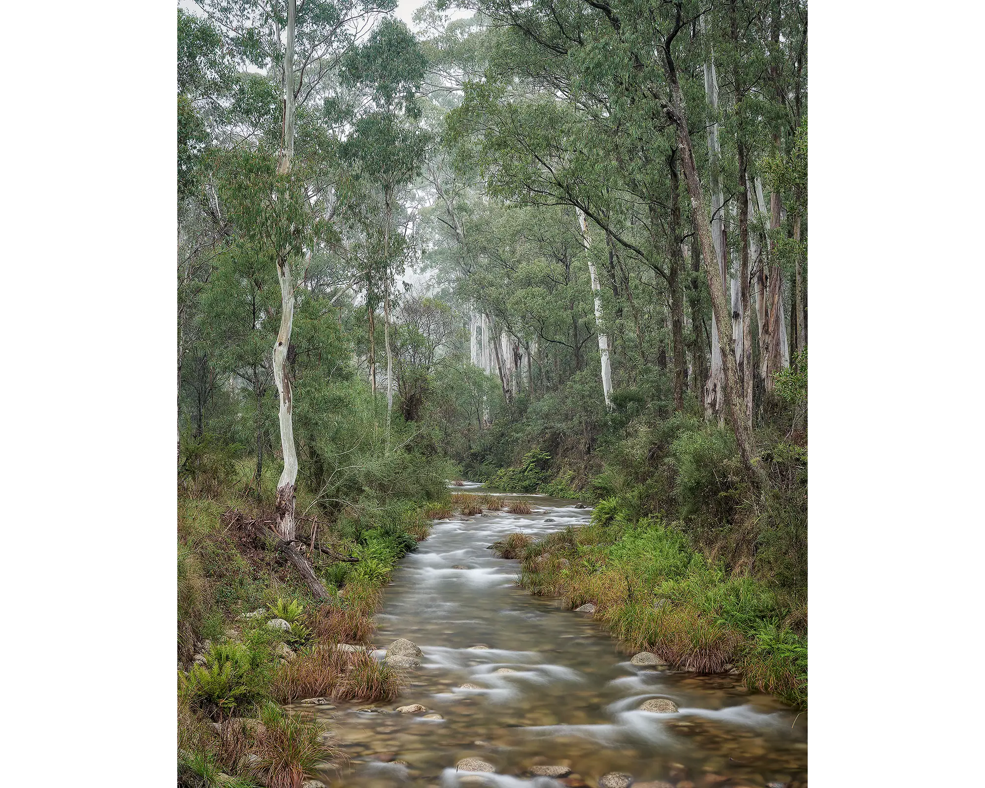 Early morning fog along Eurobin Creek, Mount Buffalo, Victoria.