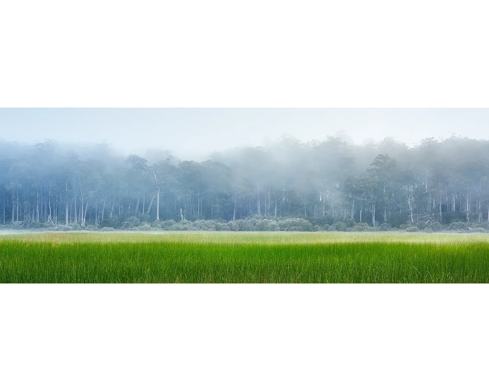 Fog lifting over the shoreline of Lake St Clair, Tasmania. 