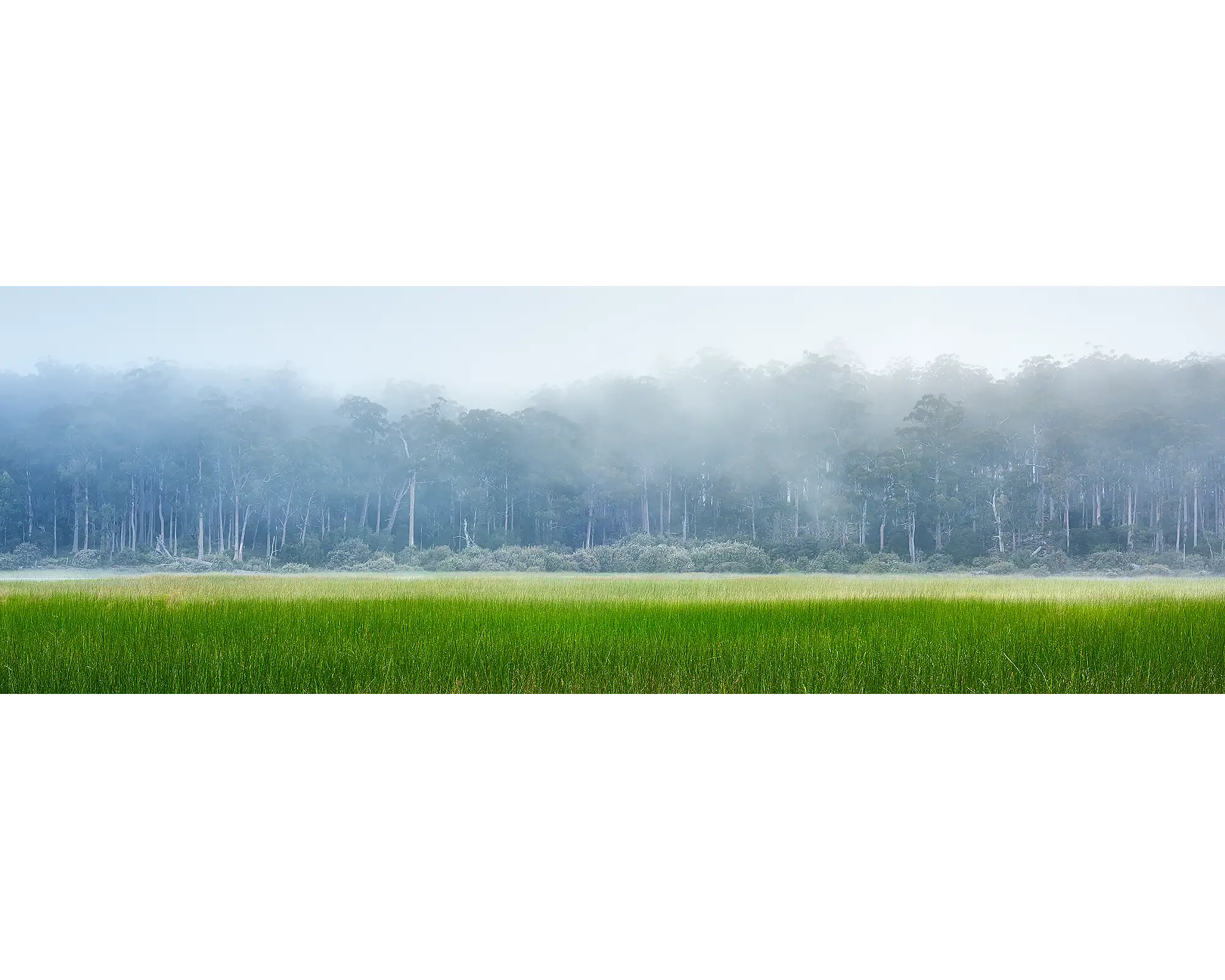 Edge Of Wilderness. Morning fog over Lake St Claire, Tasmania, Australia.