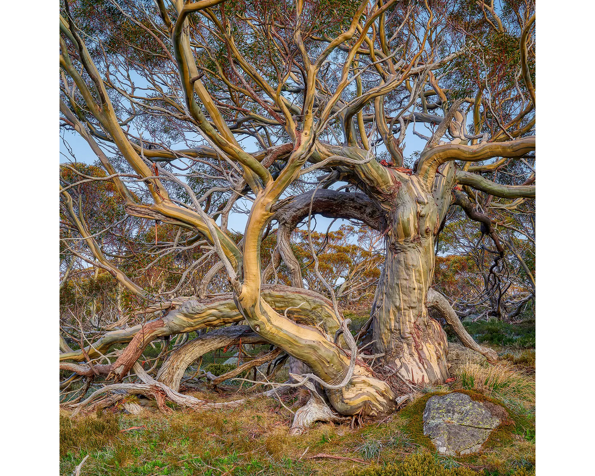 An old twisted snow gum in Kosciuszko National Park, NSW. 