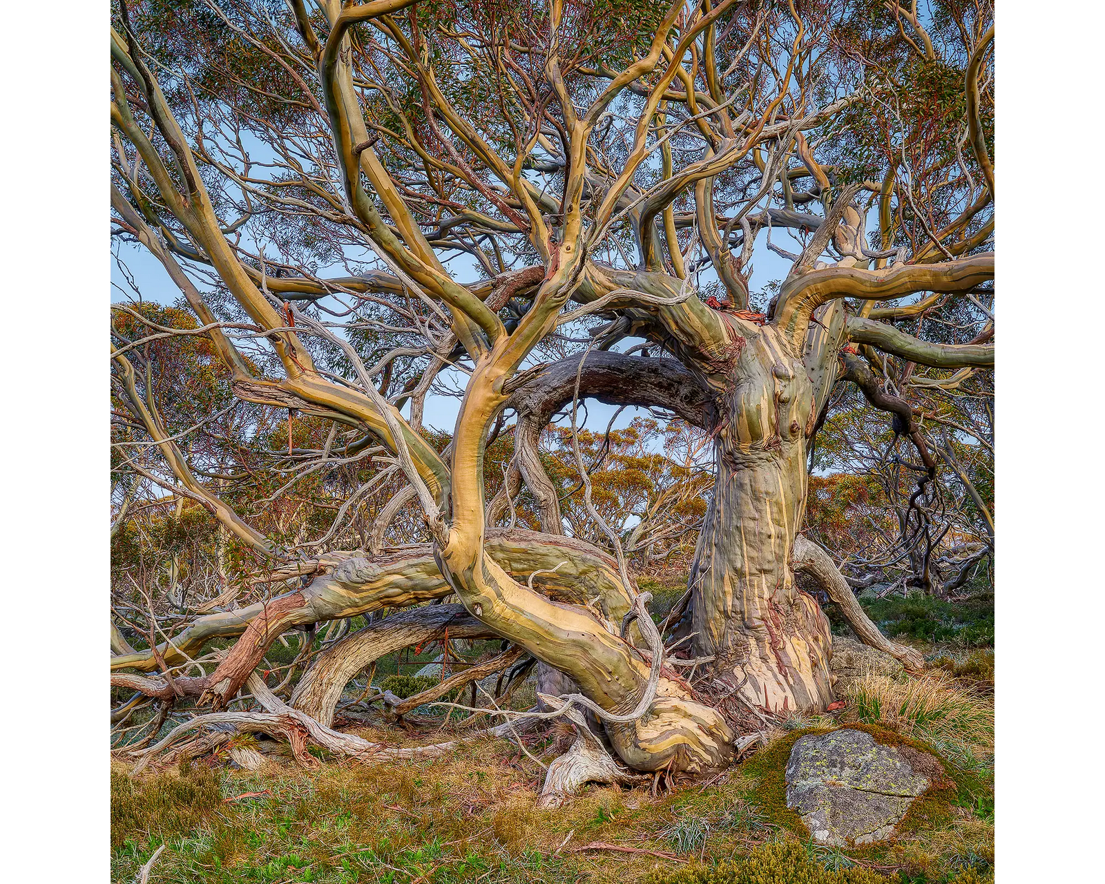 Elder. An old snow gum in Kosciuszko National Park, New South Wales, Australia. 
