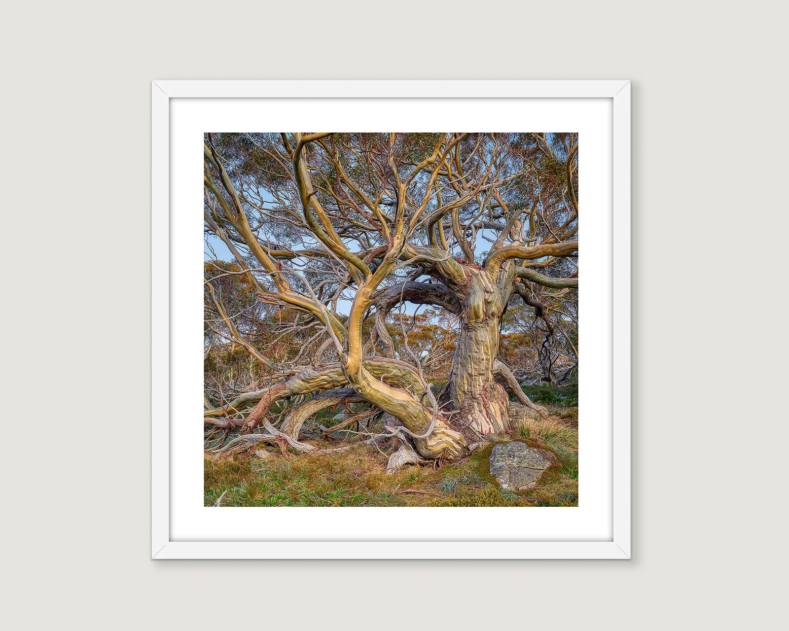 Framed photographic image of the twisted branches of ancient snow gums with blue sky behind. 
