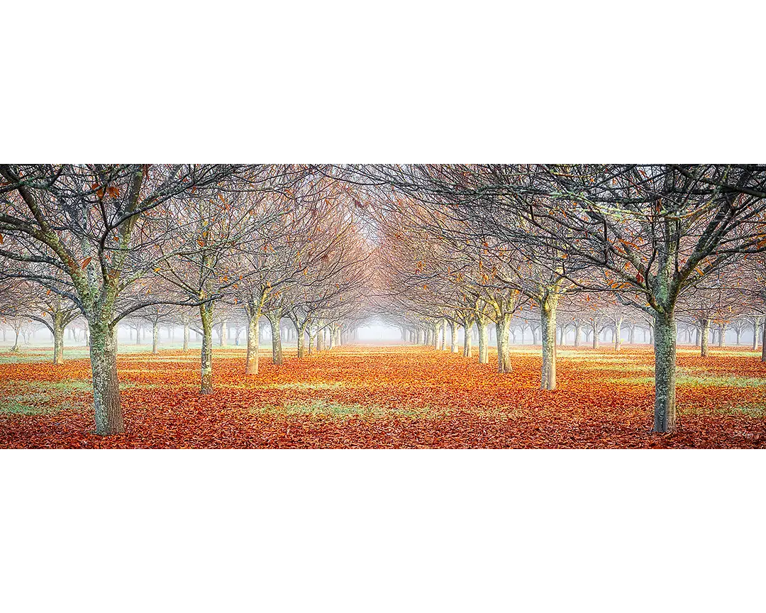 Scott Leggo’s 1000 piece jigsaw puzzle of rows of trees in autumn.