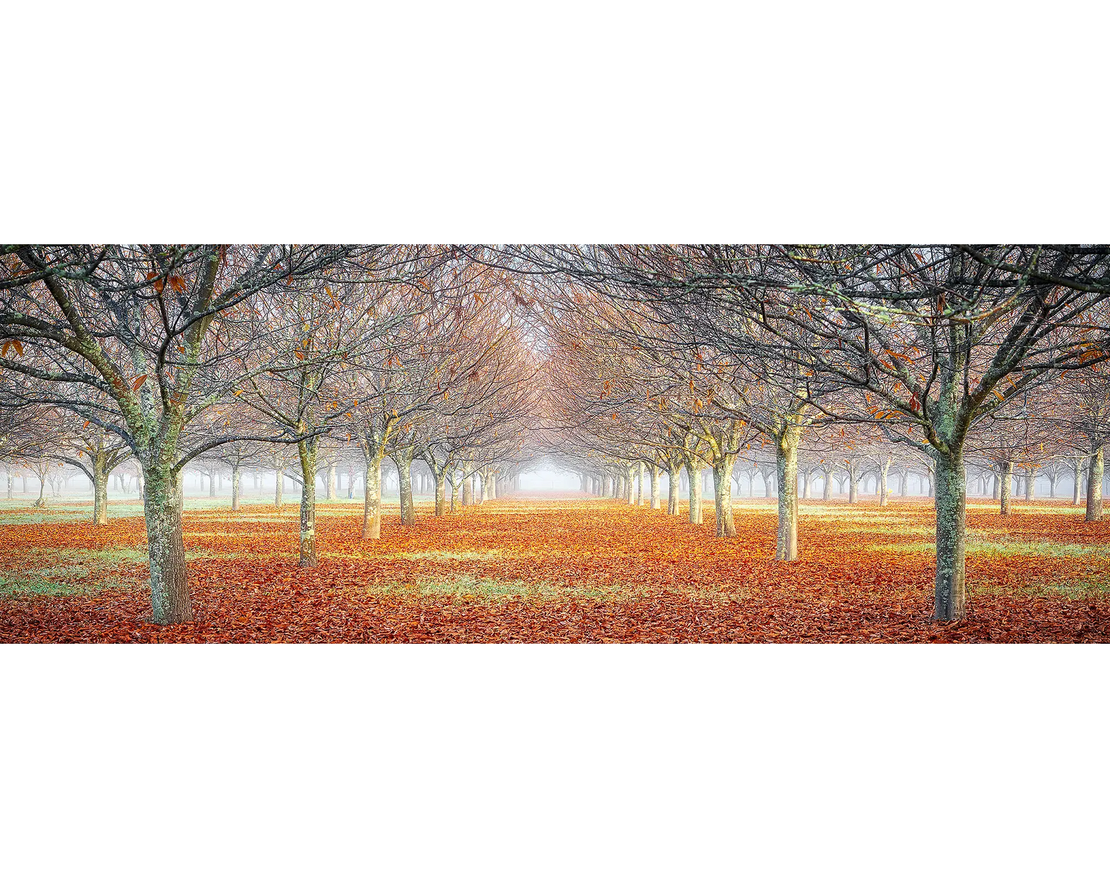Fog amongst a chestnut tree orchard in the Alpine National Park, Victoria. 