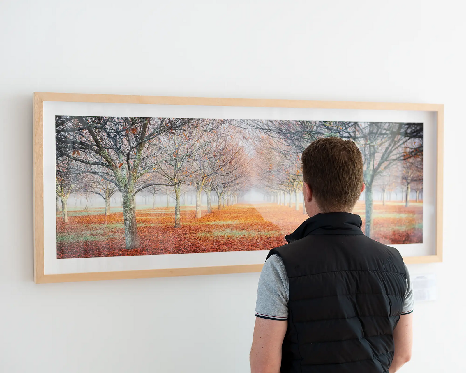 Framed wall art print of an orchard with autumn leaves on the ground in the Alpine Shire. 