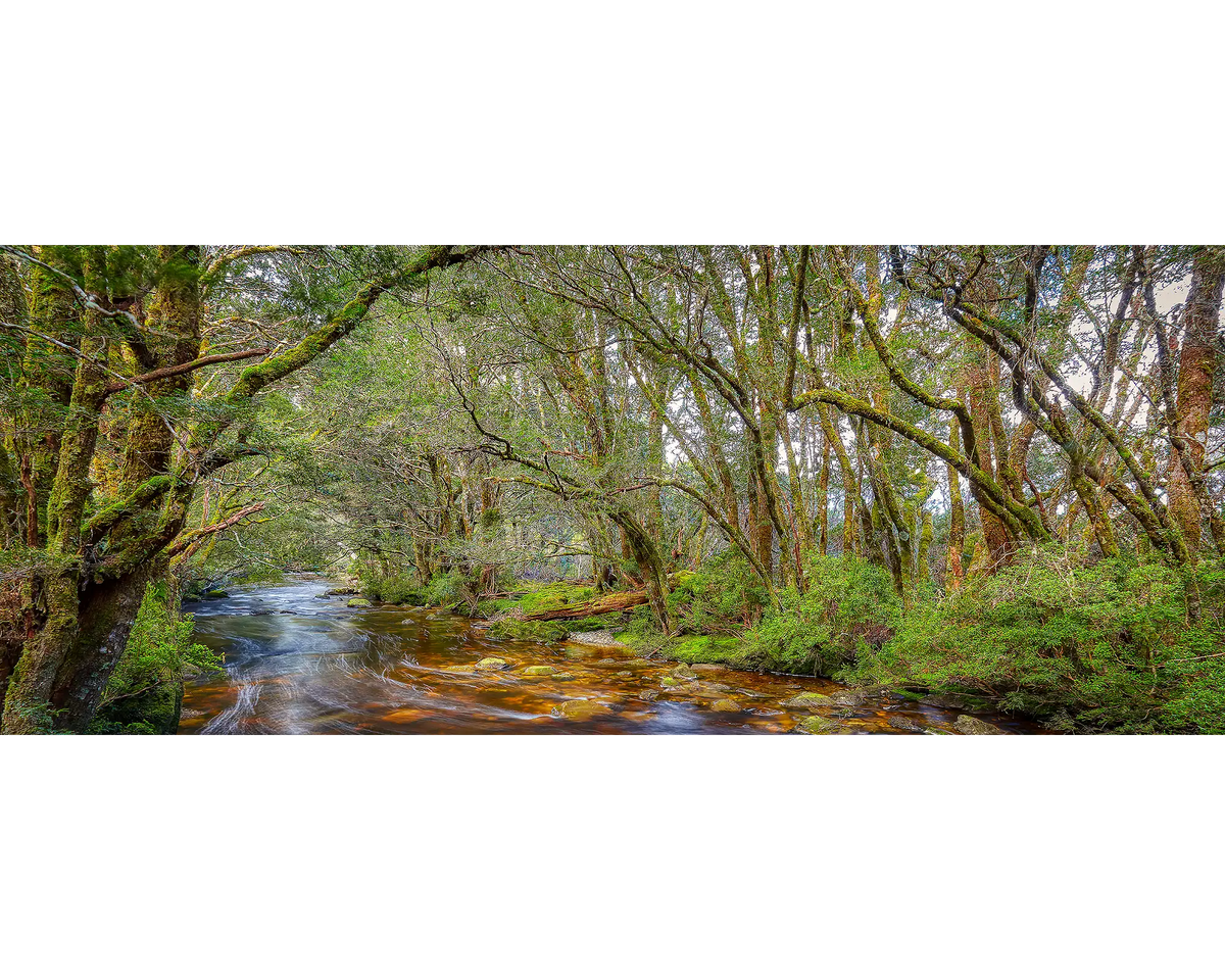Enchanted - Pencil Pine Creek, Cradle Mountain Lake St-Claire National Park, Tasmania.