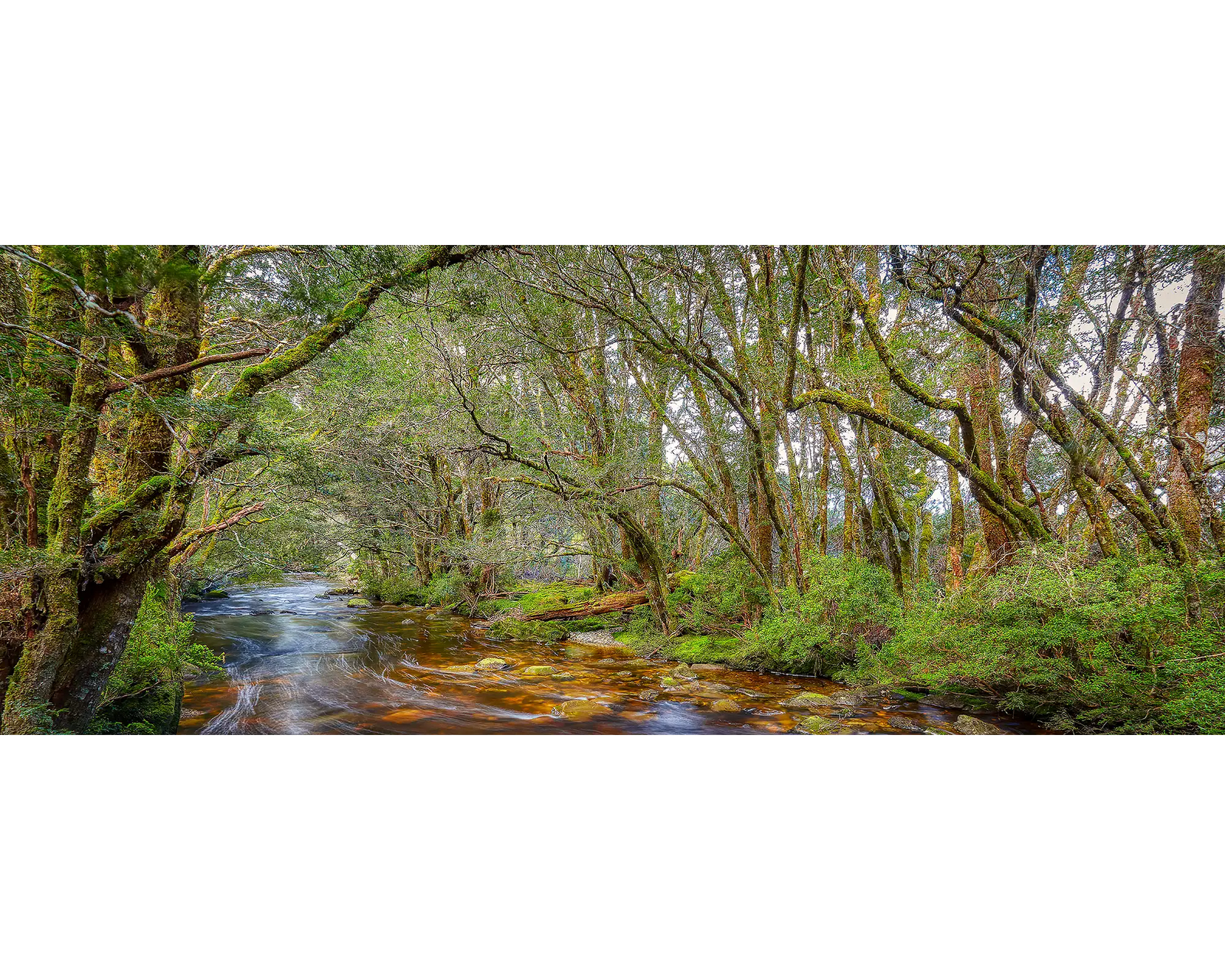 Enchanted. Pencil Pine Creek, Cradle Mountain Lake St. Claire National Park, Tasmania.