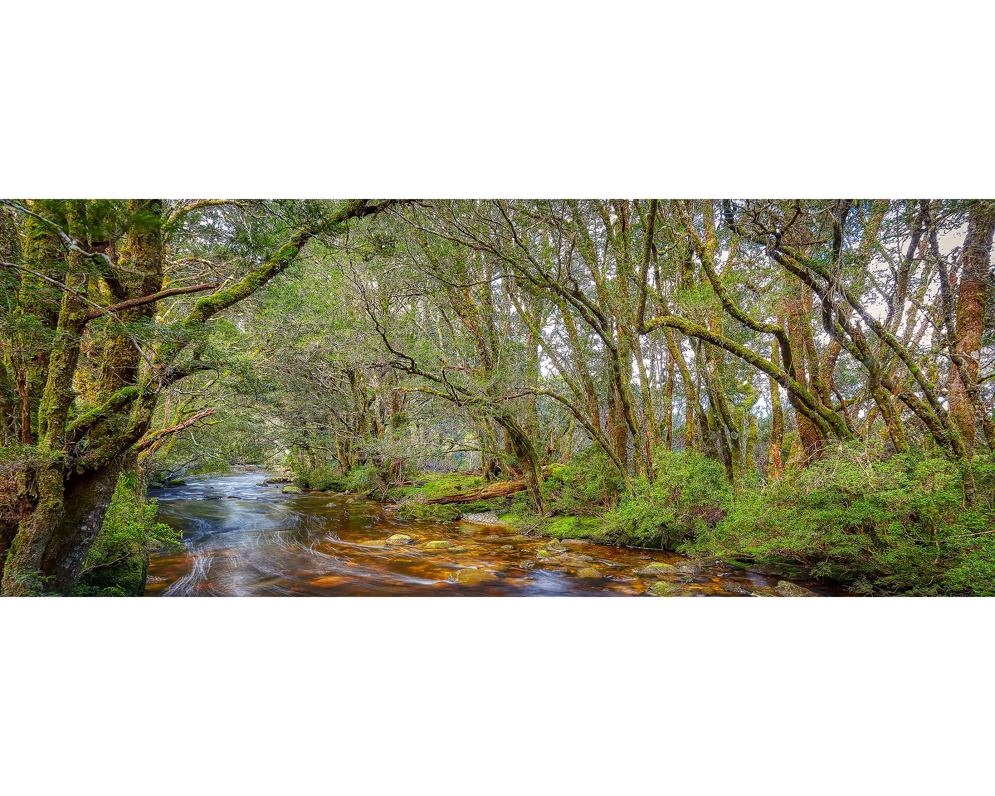 Enchanted - Pencil Pine Creek, Cradle Mountain Lake St-Claire National Park, Tasmania.